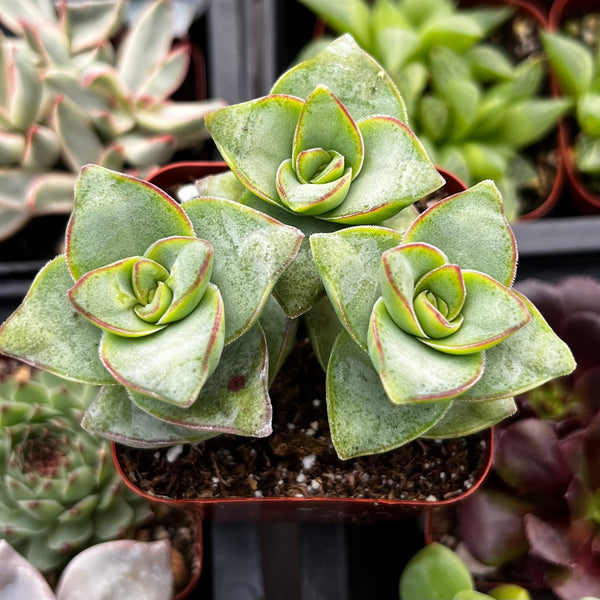 ivory towers succulent propagation Crassula Ivory Towers