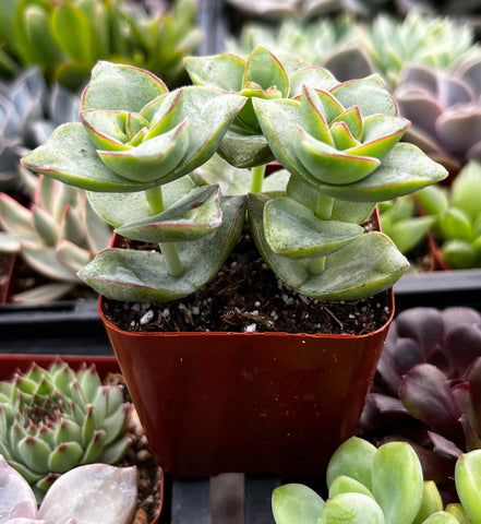 ivory towers succulent propagation Crassula Ivory Towers