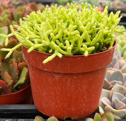 red coral succulent Rhipsalis Cereuscula
