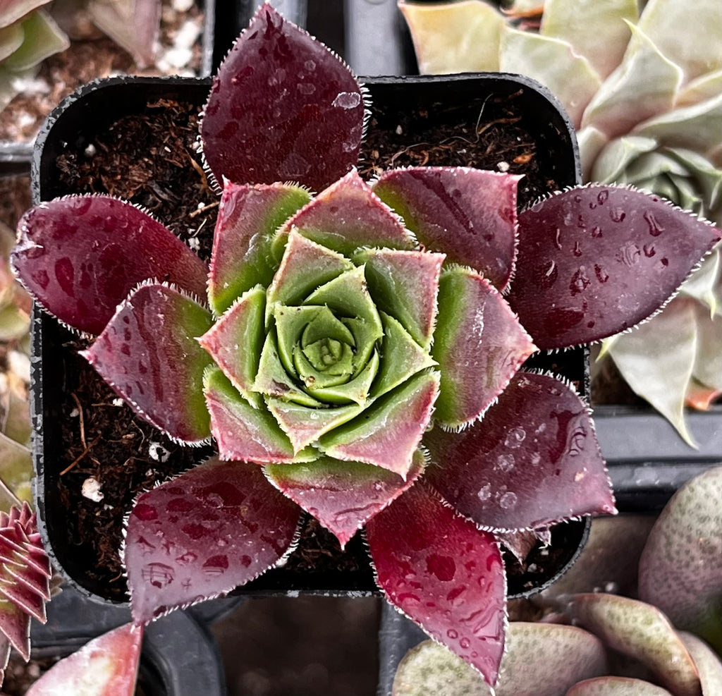 センペルビウム Devon Jewel Sempervivum Devon Jewel