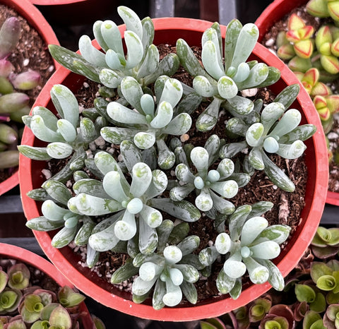 green chalk sticks succulent Senecio Blue Chalk Sticks