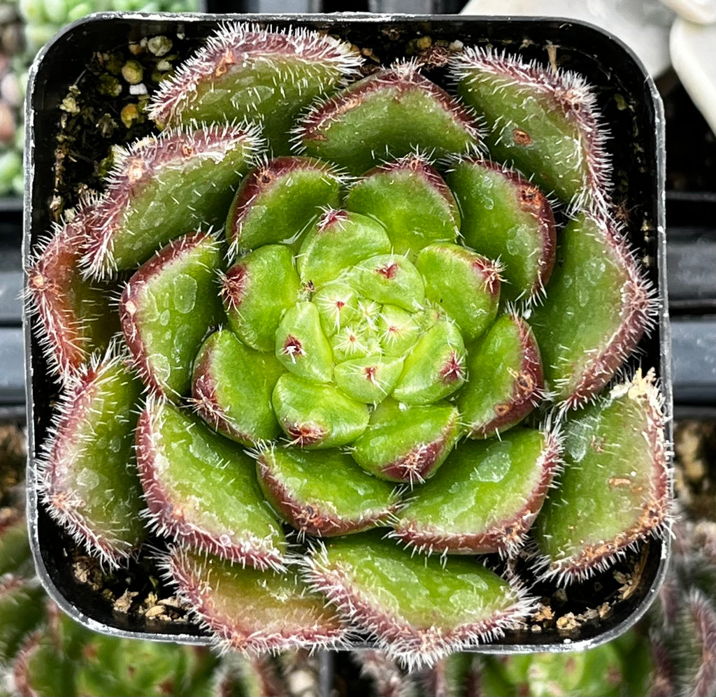 woolly rose succulent care Echeveria Woolly Rose