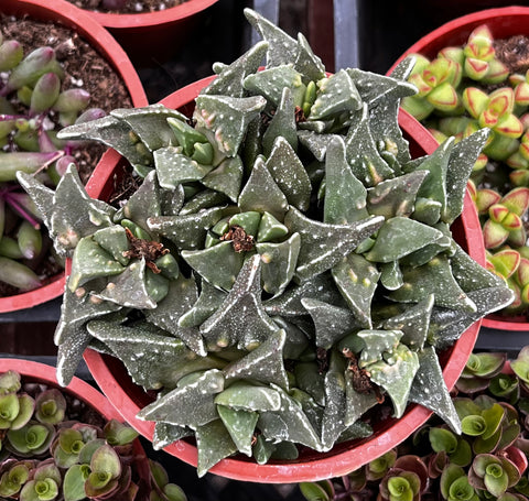 Faucaria Tigrina