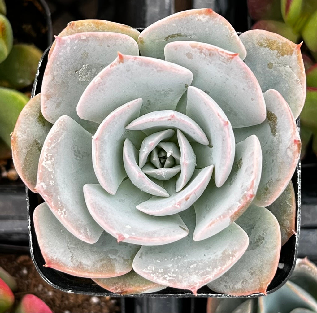 Echeveria Subsessilis