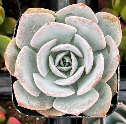 Echeveria Subsessilis