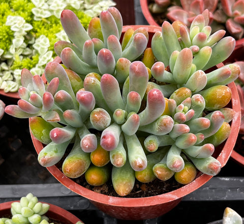 Stonecrop Jelly Bean
