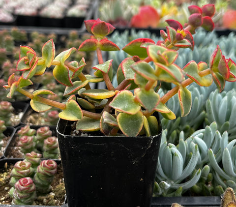 calico kitten succulent plant Variegated Crassula Calico Kitten