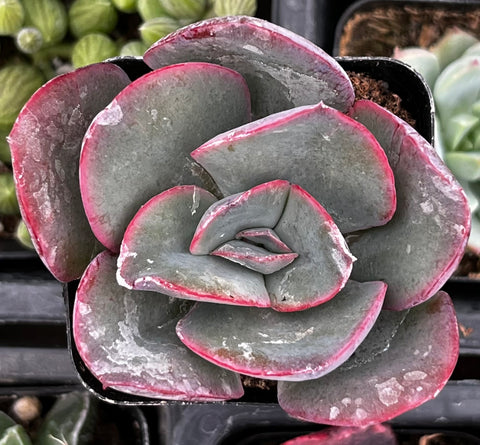Echeveria Blue Sky