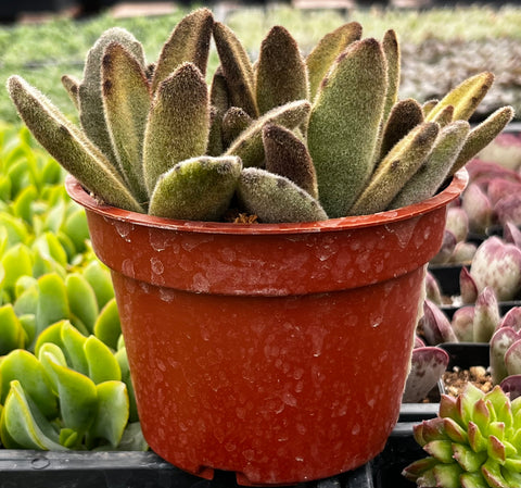 Chocolate Soldier Kalanchoe Tomentosa