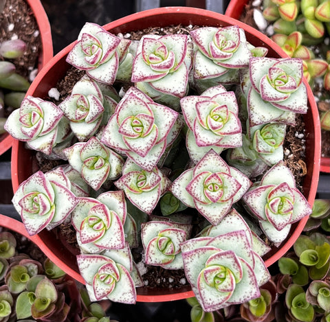 Crassula String of Buttons