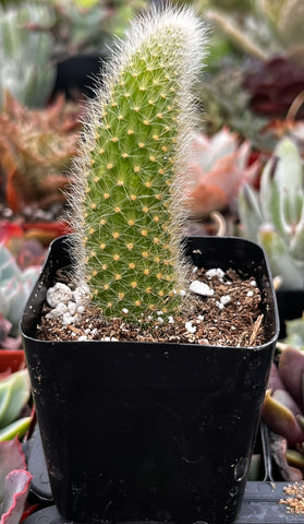 monkey tail succulent Monkey Tail Cactus