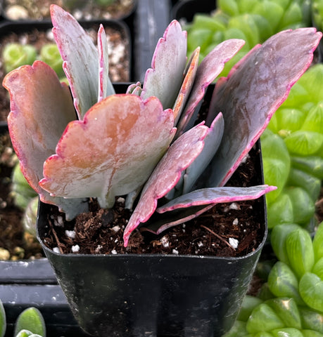 variegated flapjack succulent Variegated Flapjack