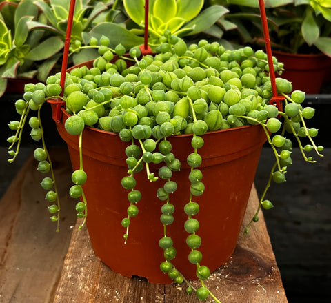 pearl string succulent String of Pearls