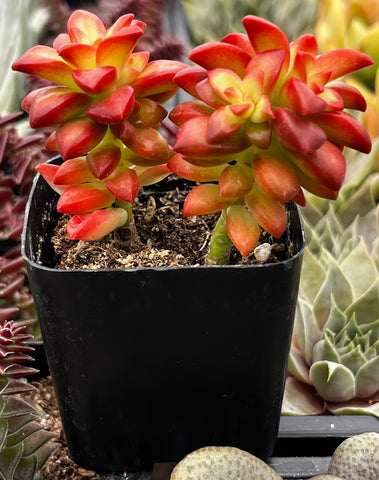 Sedum Shooting Stars