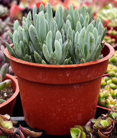 Senecio Blue Chalk Sticks