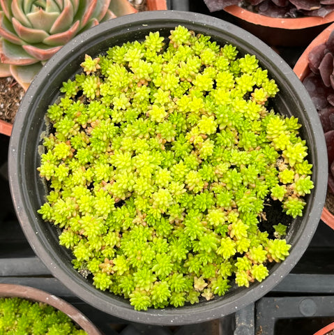 Sedum Tokyo Sun