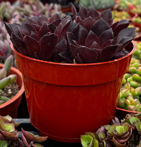 Aeonium Phoenix Flame