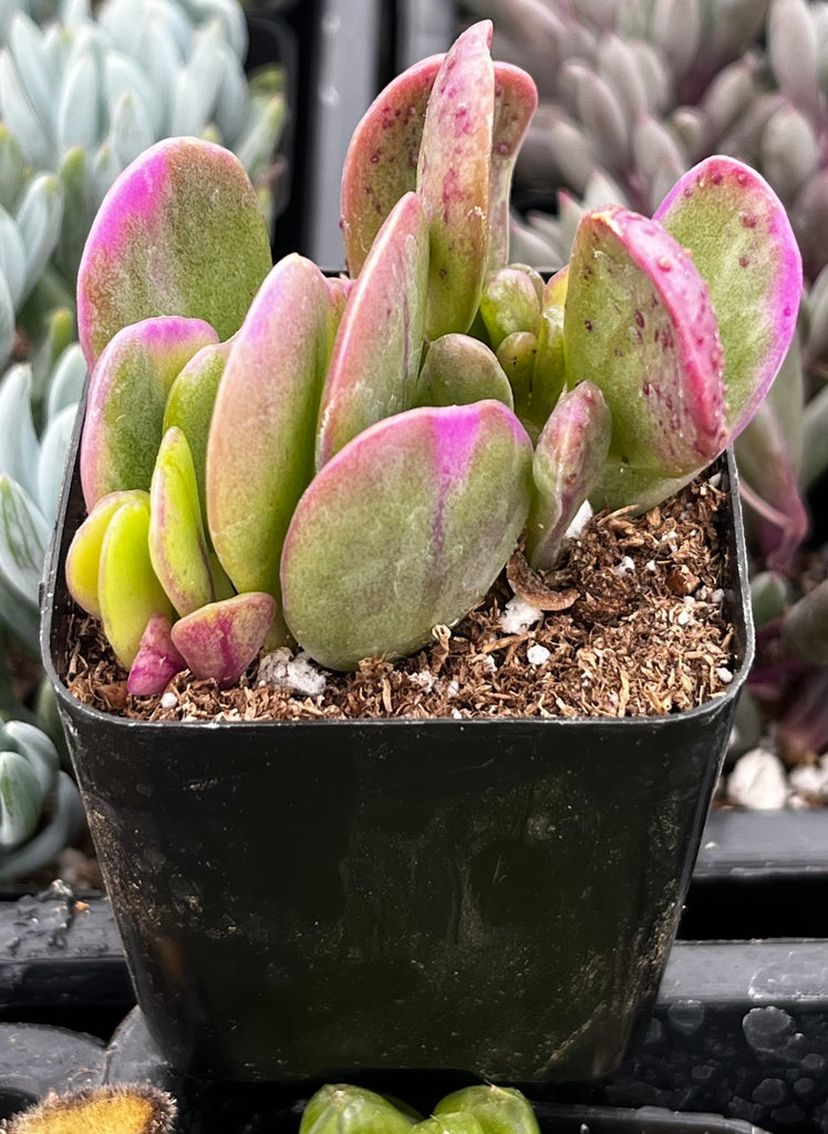 trailing jade succulent care Trailing Jade