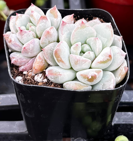 Echeveria Monroe