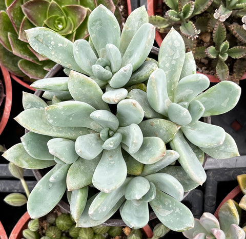 Graptoveria 'Grim One'