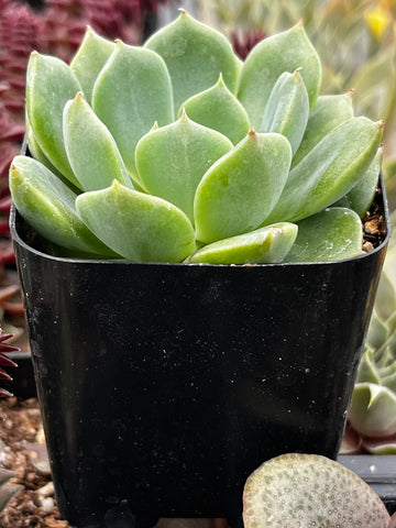 sophia succulent planter Echeveria Sofia