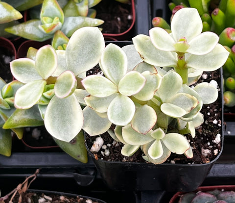 white elephant succulent Portulacaria Afra Elephant Bush