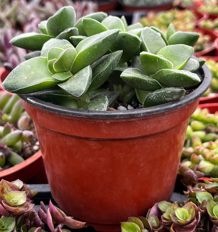 Crassula Springtime