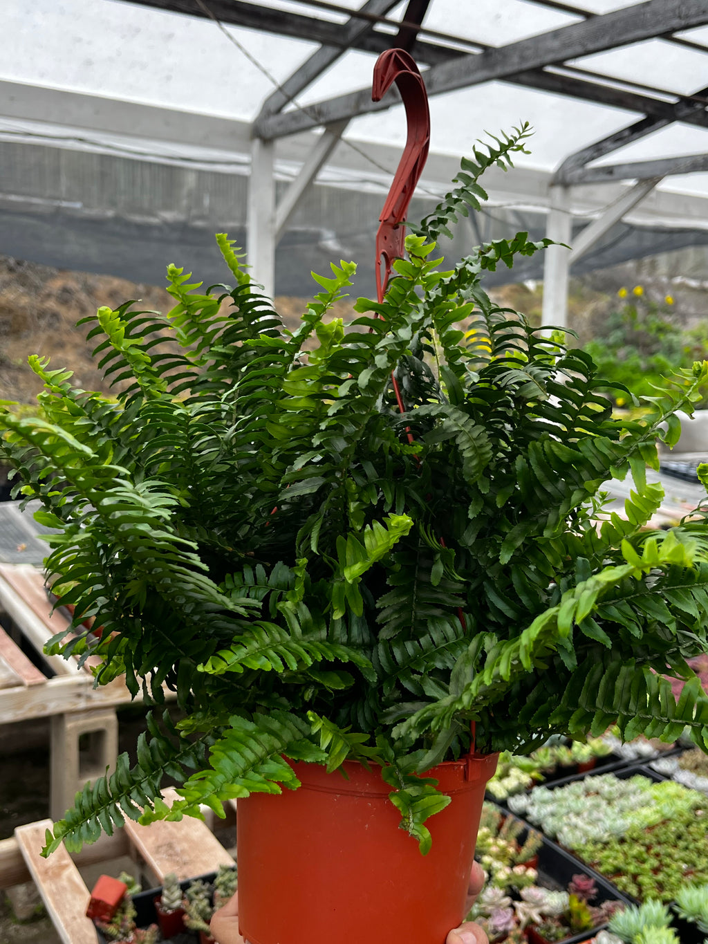 hanging fern plant indoor Indoor Hanging Fern Plant