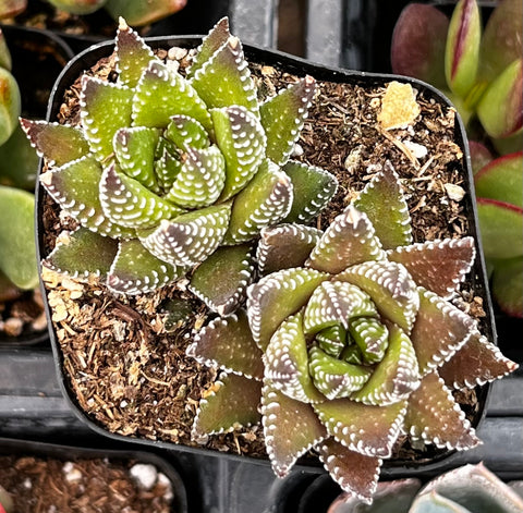 Haworthia Kingiana