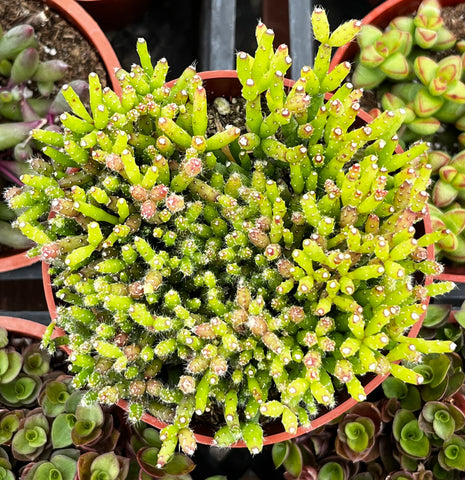 Hatiora Salicornioides