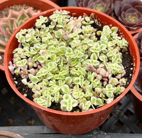 Sedum Little Missy