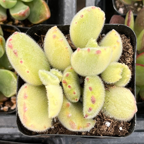 Variegated Cotyledon Bear's Paw