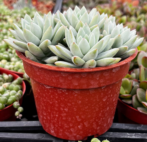 misty lilac succulent Echeveria Lilac Mist