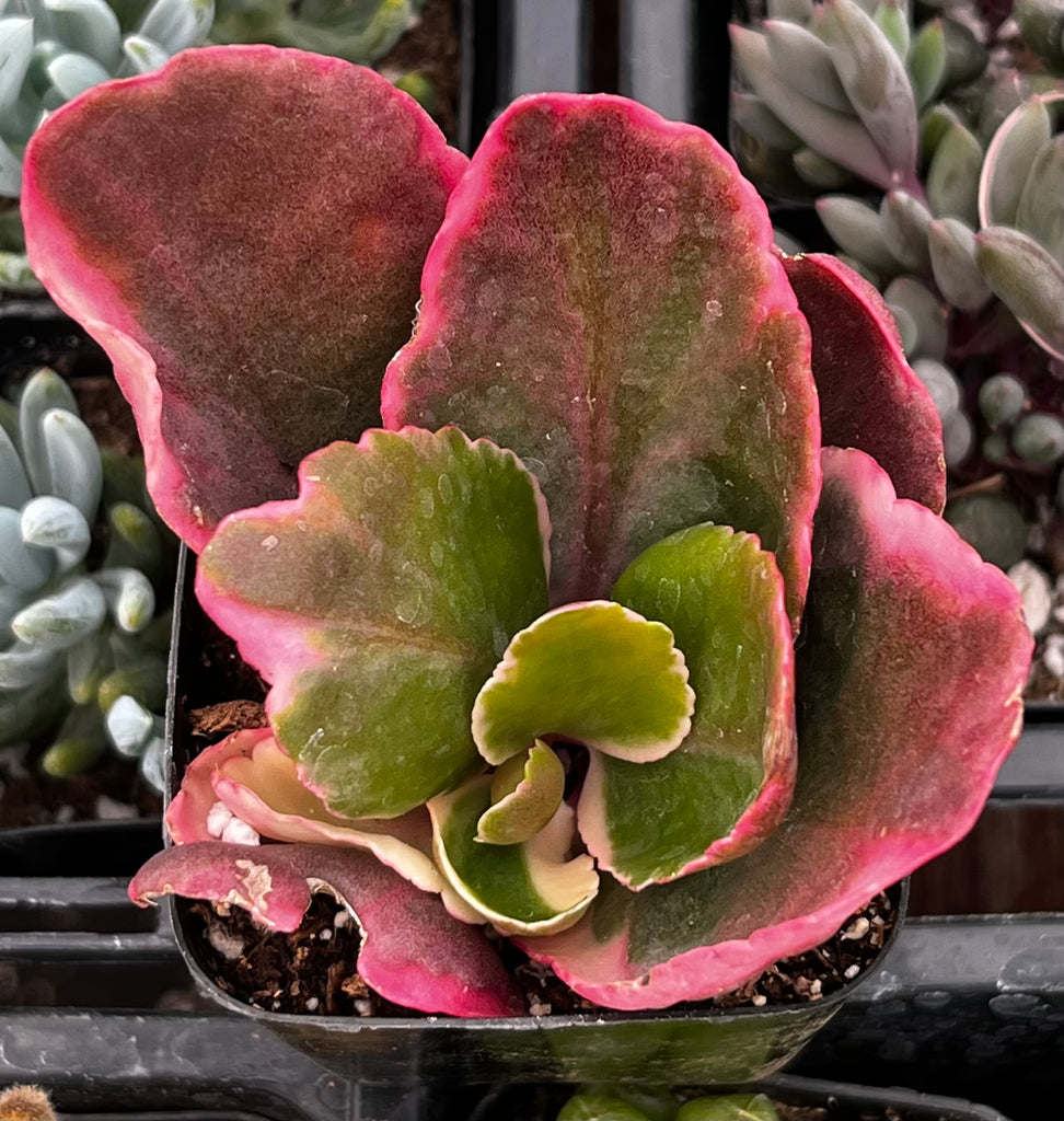 succulent kalanchoe blossfeldiana Kalanchoe Blossfeldiana