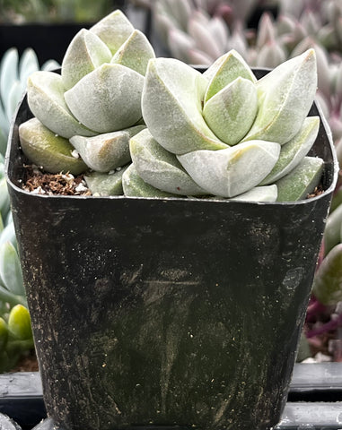 succulent moonglow Crassula Moonglow