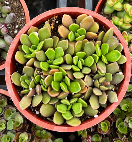 Purple Anacampseros