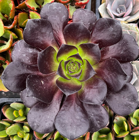 dark succulent plant Buy Aeonium Black Rose Zwartkop