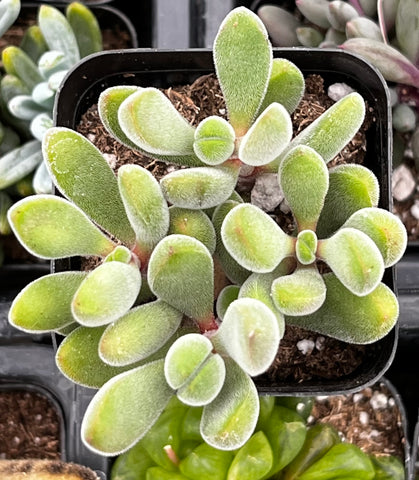green bean plant succulent Crassula Congesta Green Beans