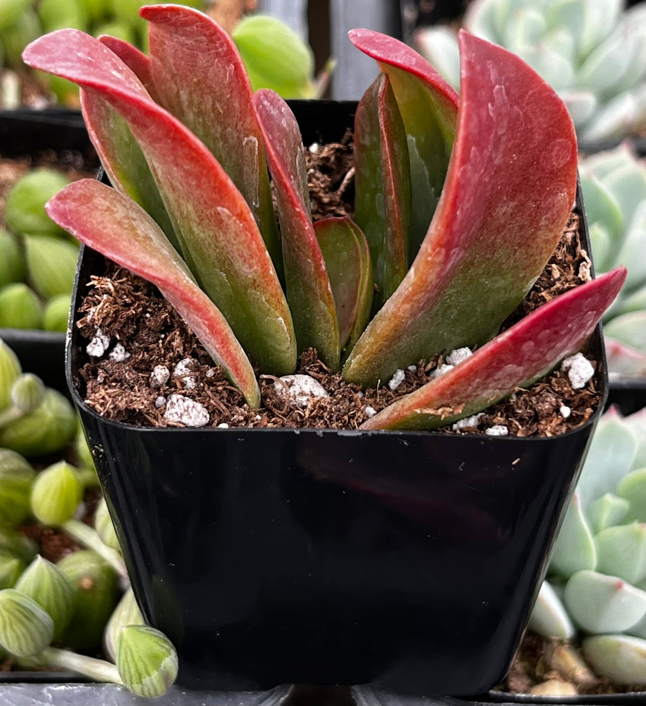 Kalanchoe Dragonfire