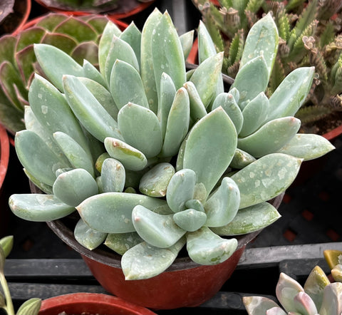 Graptoveria 'Grim One'