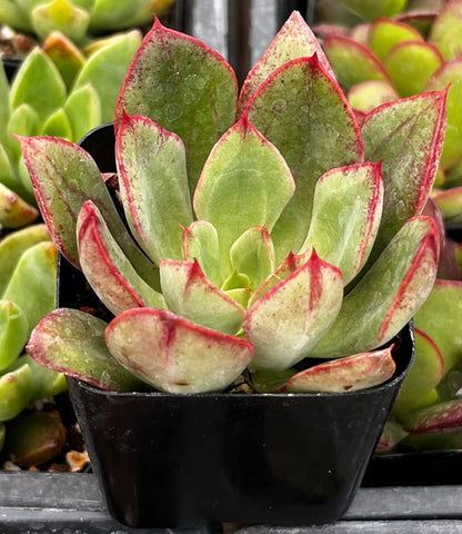 Echeveria Ana Lu