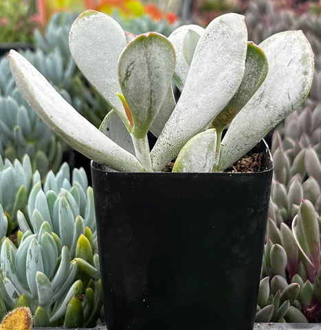 succulent pigs for sale Cotyledon Orbiculata Pig's Ear