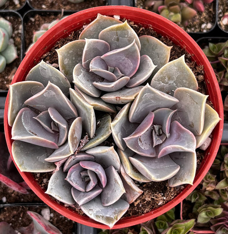 Echeveria 'Perle Von Nurnberg'