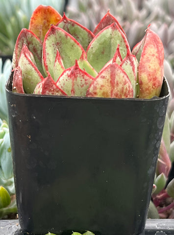 Echeveria Ana Lu