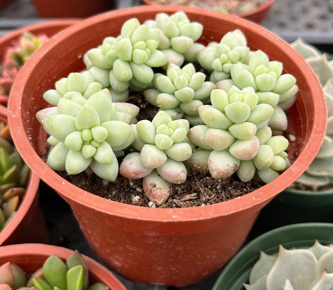 donkey tail succulent for sale Sedum Donkey's Tail