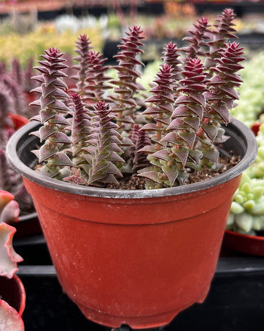 Crassula Pagoda Village
