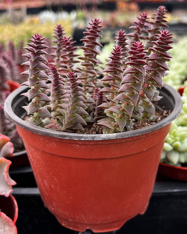 succulent red pagoda Crassula Pagoda Village