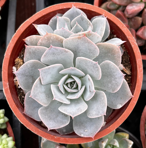 Echeveria Subsessilis