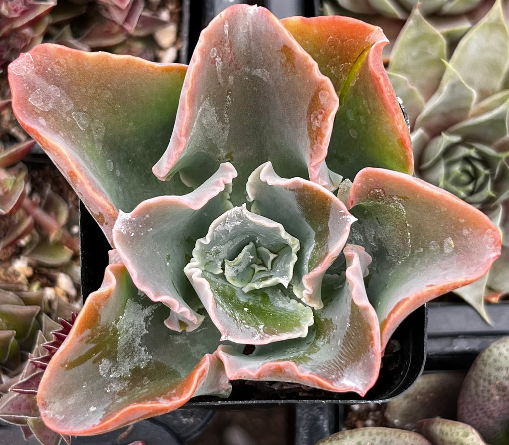 domingo succulent Echeveria Domingo