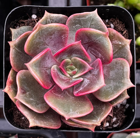 red rosette succulent Echeveria Red Ball